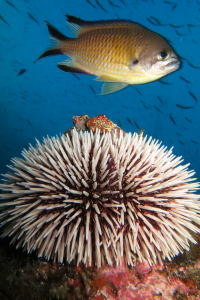 Biodiversity at the channel - Marco Aurélio Santos