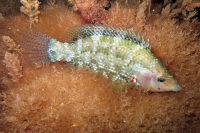 Endemic at the Channel - Marco Aurélio Santos - Marco Aurélio Santos