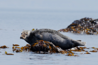 Un phoque gris sur son reposoir - Sylvain Dromzée/ Agence des aires marines protégées - Sylvain Dromzée