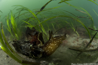 Aplysie  - CNRS - E. Amice